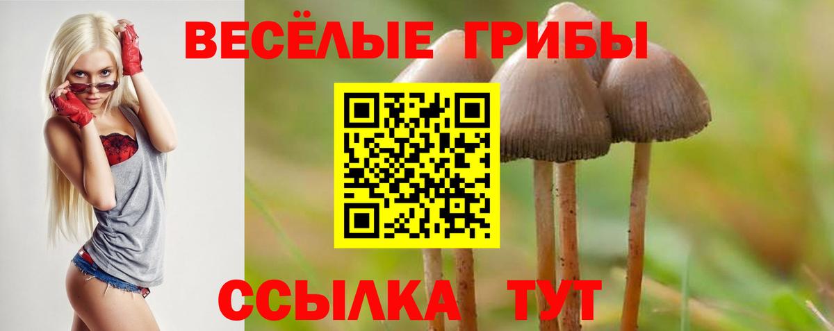 Псилоцибиновые грибы Psilocybine cubensis Лабинск